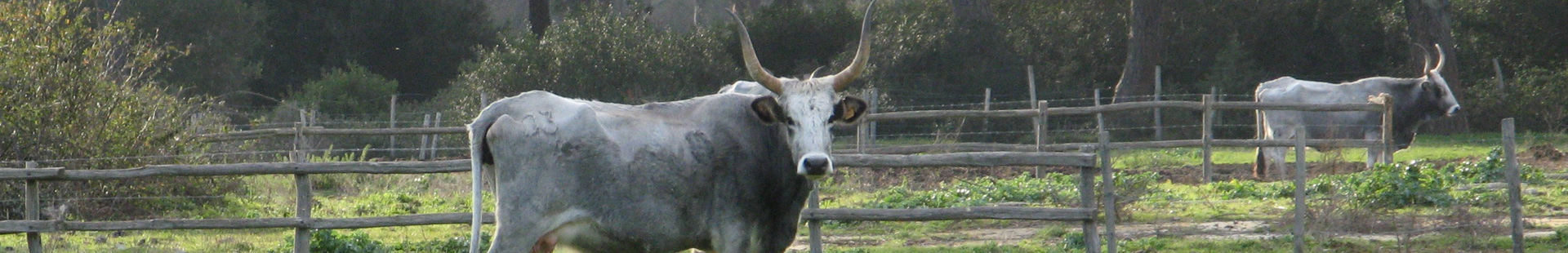 VONELLI CONCETTA — foto 2