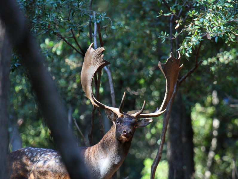 Parco regionale della Maremma: leggende e storia, visita al faunistico