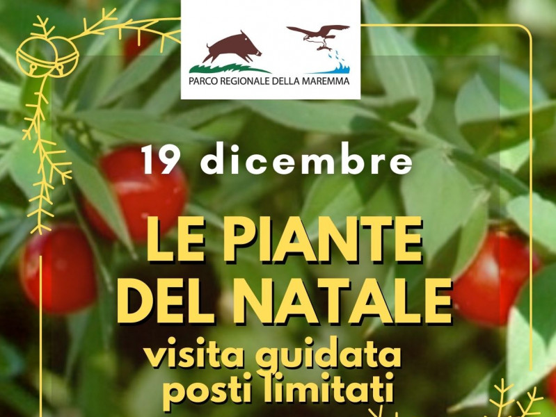 Le piante del Natale