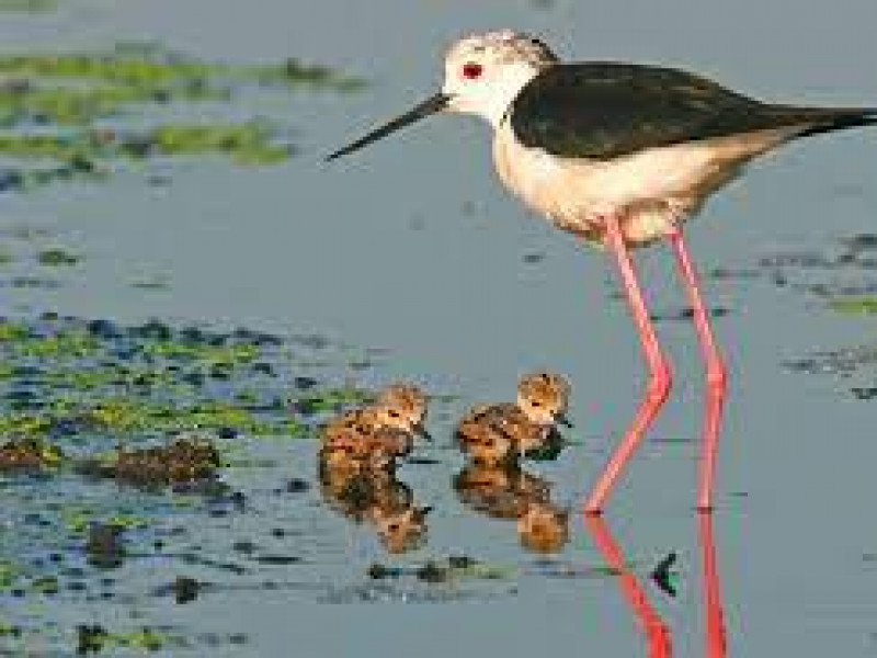 Endemismi e specie rare in Toscana: gli uccelli