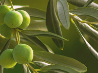 Santi Vinai 2025-Pitigliano