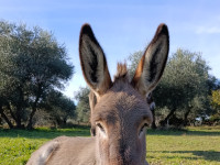 A spasso con i micci